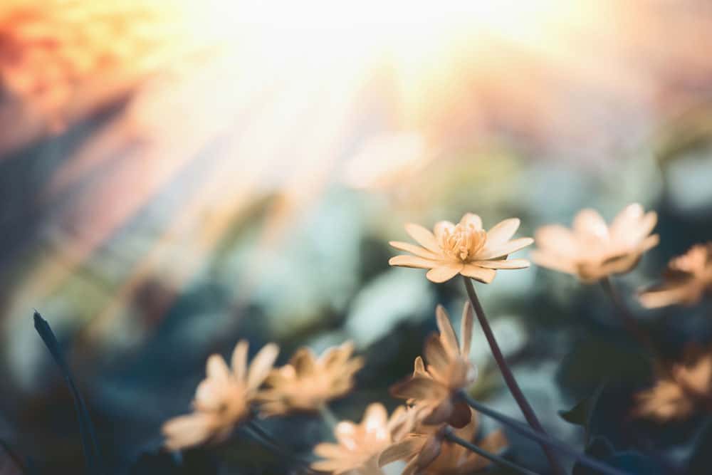 Psychological Health and Safety Program